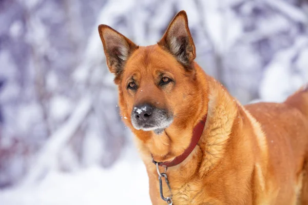 겨울에 숲에서 노란색 강아지의 초상화 — 스톡 사진