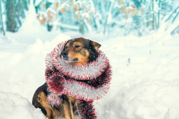 Portrait Dog Entangled Colorful Tinsel Dog Walking Snow Outdoor — Stock Photo, Image