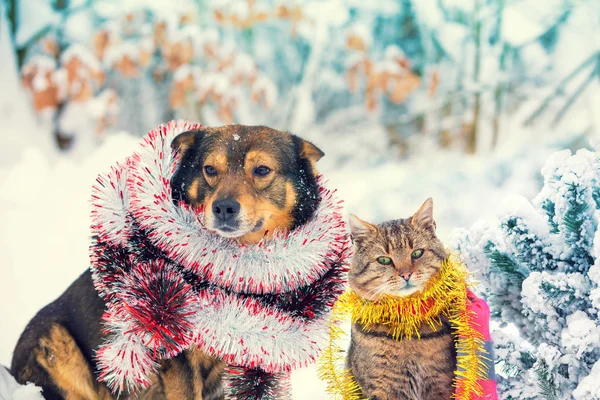 Hund Und Katze Mit Weihnachtlichem Lametta Sitzen Zusammen Draußen Einem — Stockfoto