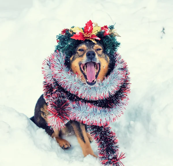 Retrato Perro Enredado Colorido Oropel Corona Corona Navidad Perro Caminando —  Fotos de Stock