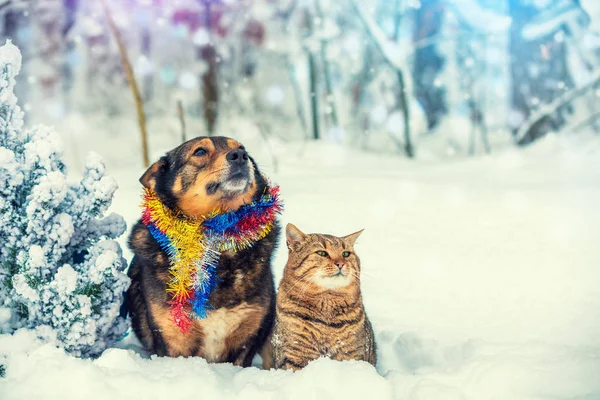 Hund Och Katt Sitter Tillsammans Utomhus Den Snöiga Skogen Nära — Stockfoto