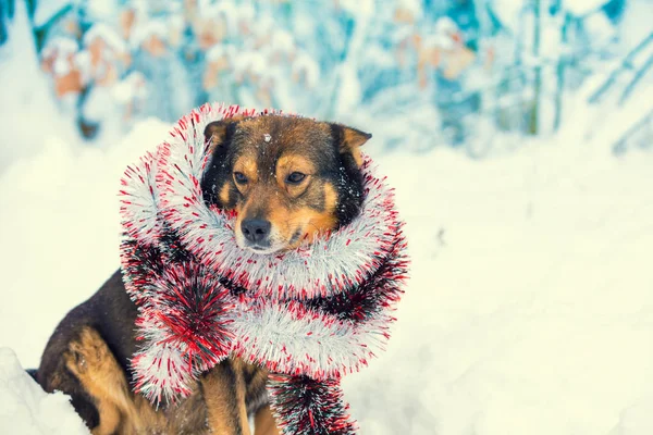Retrato Perro Enredado Colorido Oropel Perro Caminando Nieve Aire Libre —  Fotos de Stock
