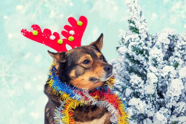 一只狗戴鹿角 在冷杉树附近戴着圣诞金丝的肖像 — 图库照片