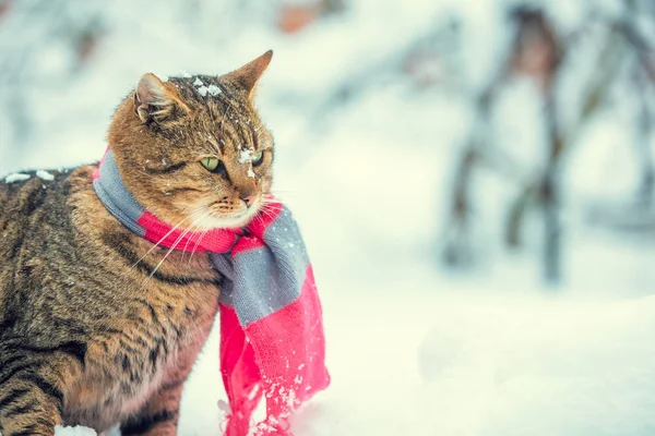 Portrét Kočky Nosí Šátek Poblíž Zasněžené Jedle Kočka Sedící Venku — Stock fotografie