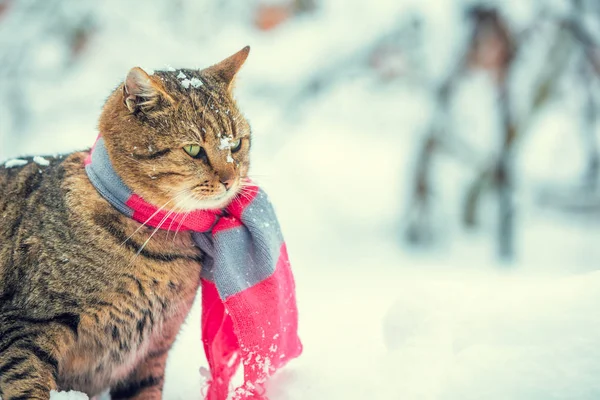 Ritratto Gatto Che Indossa Una Sciarpa Vicino All Abete Nevoso — Foto Stock