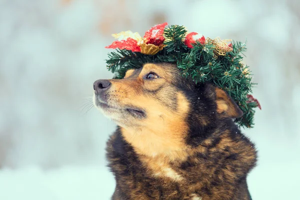 Portret Psa Koronowany Boże Narodzenie Wieniec Pies Chodzić Zewnątrz Śniegu — Zdjęcie stockowe