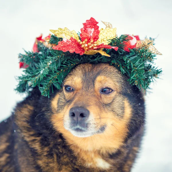 Retrato Perro Coronado Corona Navidad —  Fotos de Stock