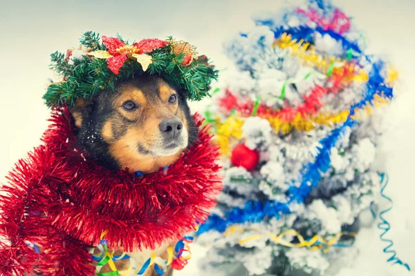 カラフルなティンセルと戴冠クリスマスリースに絡まった犬の肖像画 雪の屋外で犬の散歩 — ストック写真