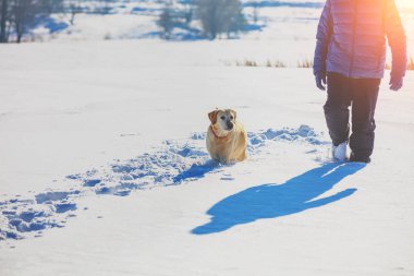 Labrador retriever köpek ile mutlu adam karlı sahada kışın derin karda yürür