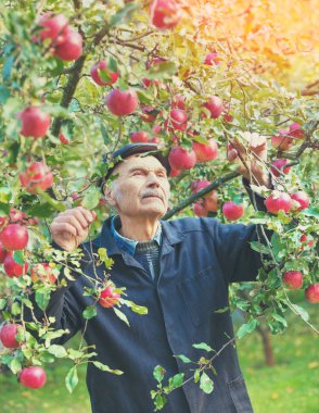 Yaşlı adam elma meyve hasat