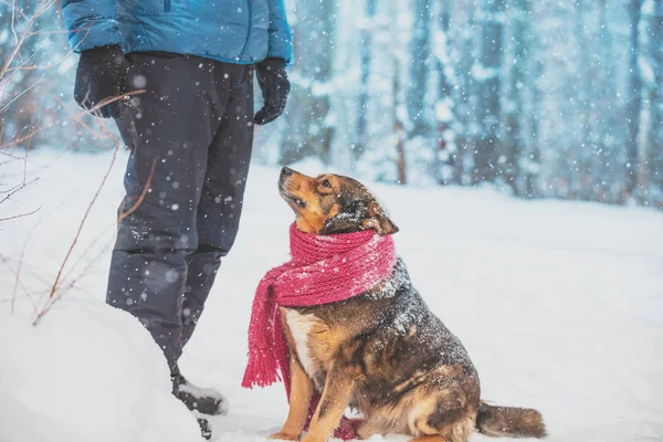 男と犬は親友です 犬ニット スカーフを着用し 冬の所有者近くの雪に覆われた森に座って — ストック写真