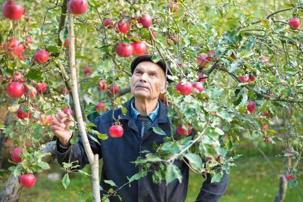 Elderly man harvesting apples in the orchard