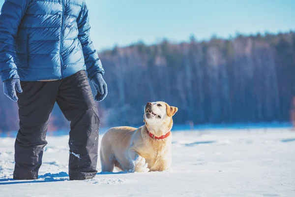 Lycklig Man Med Labrador Retriever Hund Går Snöig Område Vintern — Stockfoto