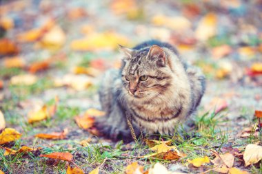 Sonbaharda yaprakları düşmüş oturan siberian kedi Bahçe