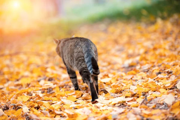 Cat Walks Fallen Leaves Autumn Forest Back Camera — Stock Photo, Image