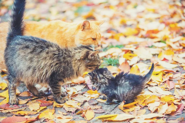 Mother cat with little kitten walks on fallen leaves in the autumn garden