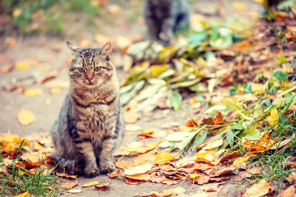 Chat Sibérien Assis Sur Des Feuilles Tombées Dans Jardin Automne — Photo