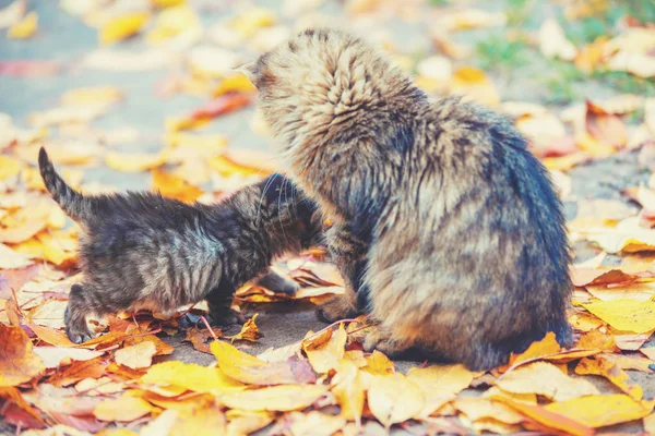 Katzenmutter Mit Kleinem Kätzchen Spaziert Auf Abgefallenem Laub Herbstgarten — Stockfoto