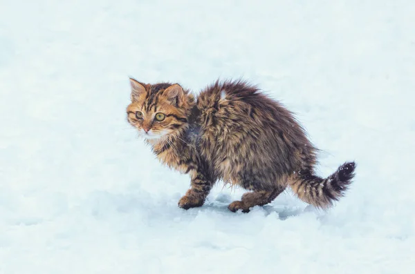 Söta Långhåriga Kattungen Promenader Snön — Stockfoto