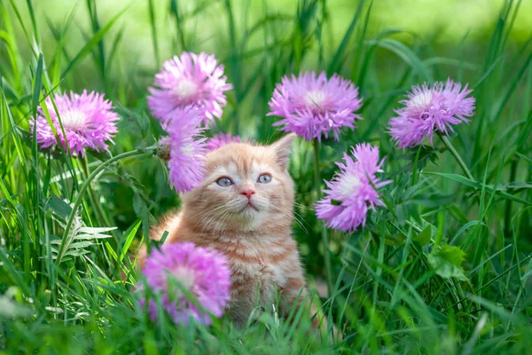 Çiçekler Çimlerde Oturan Sevimli Küçük Kırmızı Kedi Yavrusu — Stok fotoğraf