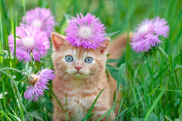 Niedliche Kleine Rote Kätzchen Sitzen Blumen Auf Dem Gras — Stockfoto