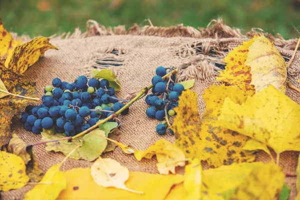 Abstract Autumn Composition Grapes Fallen Leaves Burlap — Stock Photo, Image