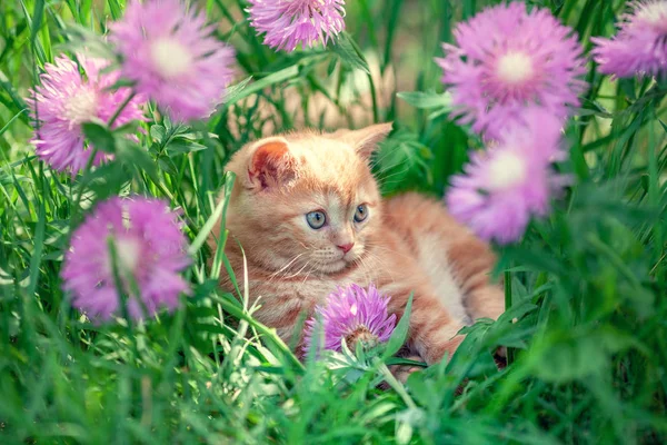 Mignon Petit Chaton Rouge Assis Dans Les Fleurs Sur Herbe — Photo