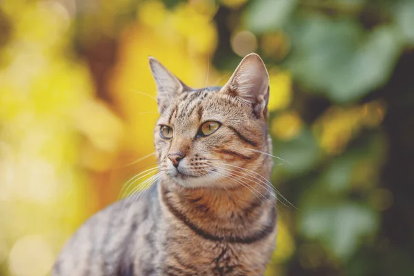 자연가 야외에서 귀여운 고양이 나뭇잎 Backgrouud — 스톡 사진