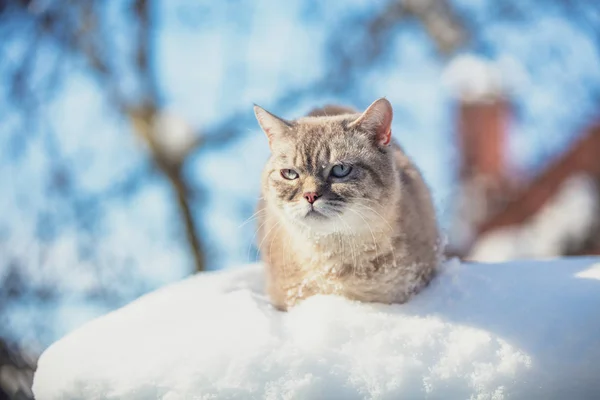 Gato Siamês Bonito Caminha Neve Profunda Jardim Queda Neve Inverno — Fotografia de Stock