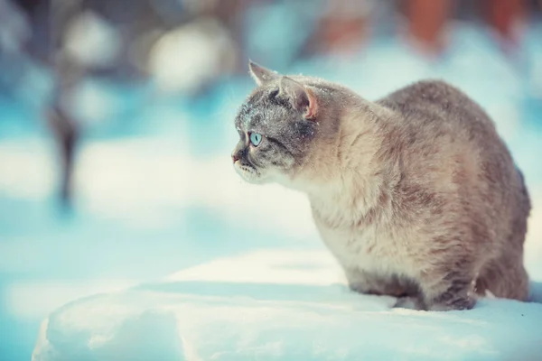 Schattig Siamese Kat Wandelingen Diepe Sneeuw Tuin Sneeuwval Winter — Stockfoto