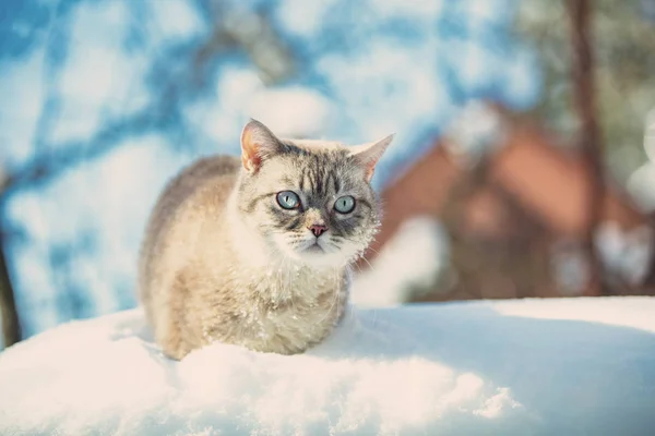 Roztomilý Siamská Kočka Chodí Hlubokém Sněhu Zahradě Sníh Zimě — Stock fotografie