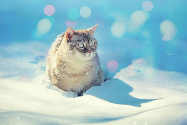 Carino Gatto Siamese Cammina Nella Neve Profonda Giardino Nella Nevicata — Foto Stock