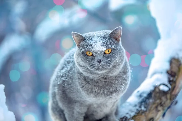 Carino Gatto Britannico Shorthair Siede Albero Giardino Nevicata Inverno — Foto Stock