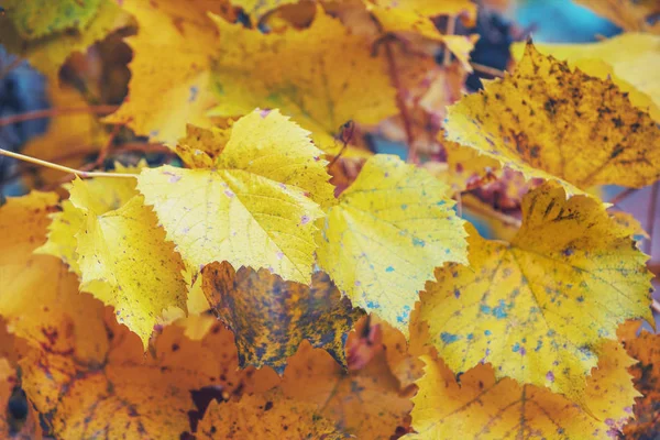 Autumn Vineyard Yellow Grape Leaves — Stock Photo, Image
