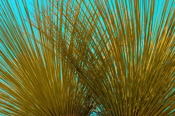 Tropische Palmenblätter Hintergrund — Stockfoto