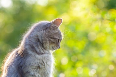 Yaz aylarında bahçede oturan siberian kedi