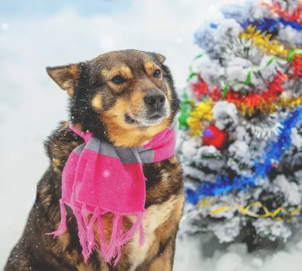 カラフルな見掛け倒しに巻き込まれ犬 クリスマス ツリーの近く雪に覆われた森で屋外に座っている犬 — ストック写真