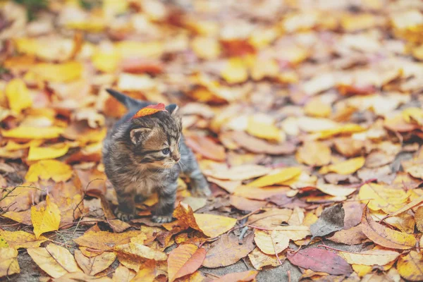 Симпатичный Полосатый Котенок Гуляет Опавшим Листьям Осеннем Саду — стоковое фото