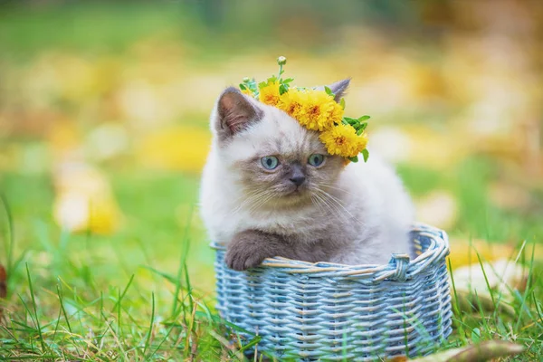 可爱的暹罗小猫头上戴着花花圈 坐在绿色草坪上的篮子里 — 图库照片
