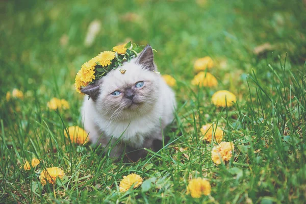 秋の草の上に座ってシャム子猫の肖像画 花の花輪で飾られた猫 — ストック写真