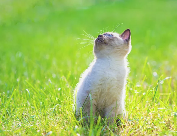 Mignon Petit Chaton Siamois Marchant Sur Herbe — Photo