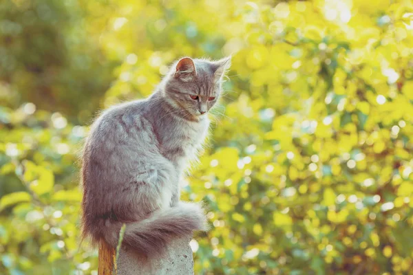 Sierlijke Siberische Kat Zit Een Kleine Betonnen Pilaar Tuin Zomer — Stockfoto