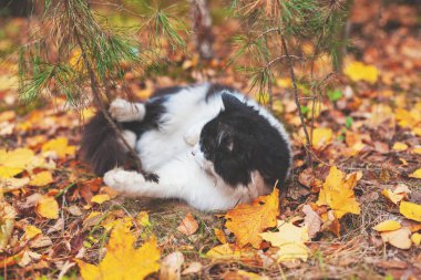 Siyah ve beyaz kedi sonbahar ormandaki yaprakları yatıyordu. Hayattan zevk kedi