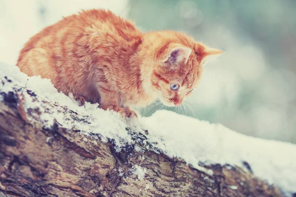 Cute Red Kitten Sitting Tree Snowy Winter Orchard — Stock Photo, Image