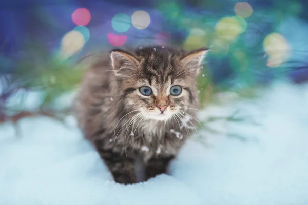 Carino Gattino Seduto Sulla Neve Inverno Davanti All Albero Natale — Foto Stock