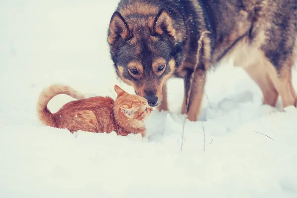 Red Cat Big Dog Playing Together Snow — Stock Photo, Image