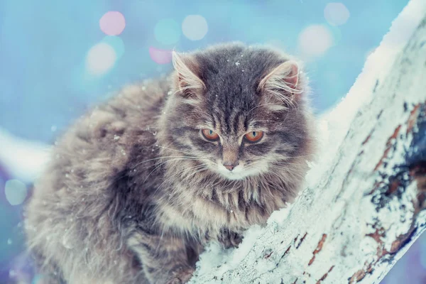 Gato Siberiano Gris Sienta Árbol Huerto Invierno — Foto de Stock