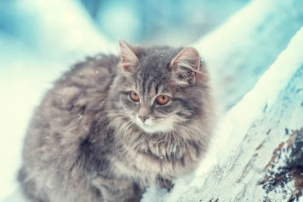 Gato Siberiano Cinza Senta Uma Árvore Pomar Inverno — Fotografia de Stock