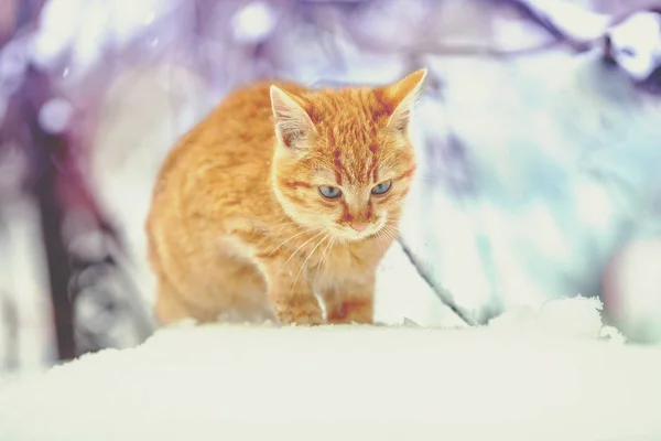 Gatinho Vermelho Bonito Andando Neve Inverno — Fotografia de Stock