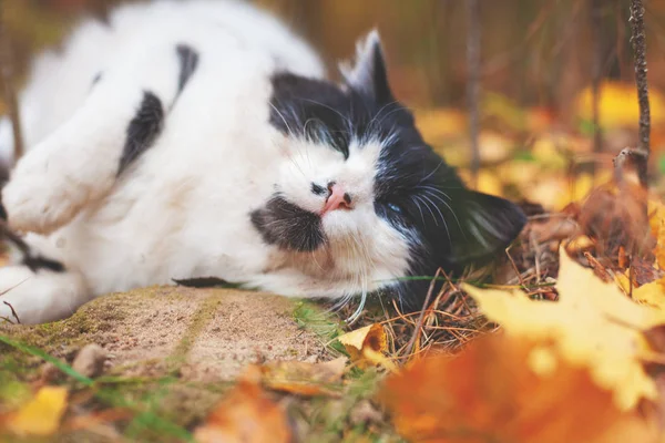 Black and white cat lay on the leaves in the autumn forest. Cat enjoying life